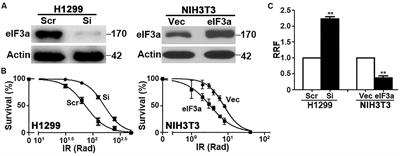 eIF3a Regulation of NHEJ Repair Protein Synthesis and Cellular Response to Ionizing Radiation